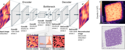 (left) Architecture of the neural network. (right) example reconstruction of a Mott insulator with ~ 2500 atoms.
